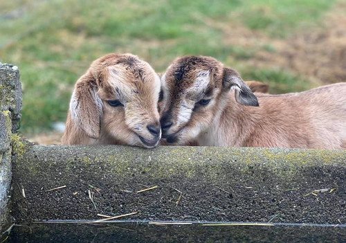 Arapawa goats