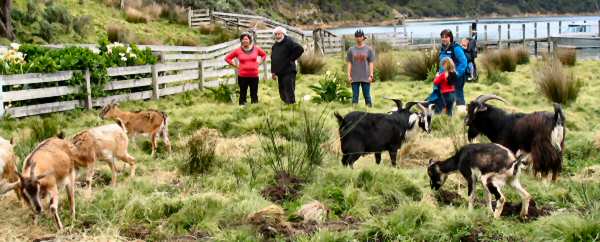 Arapawa goats in the Sanctuary