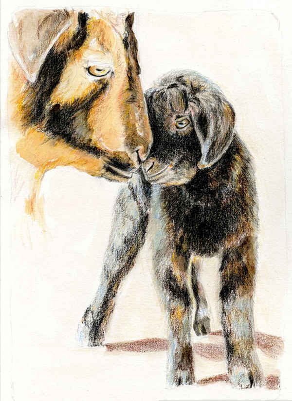 Kiwi and Coffee Bean